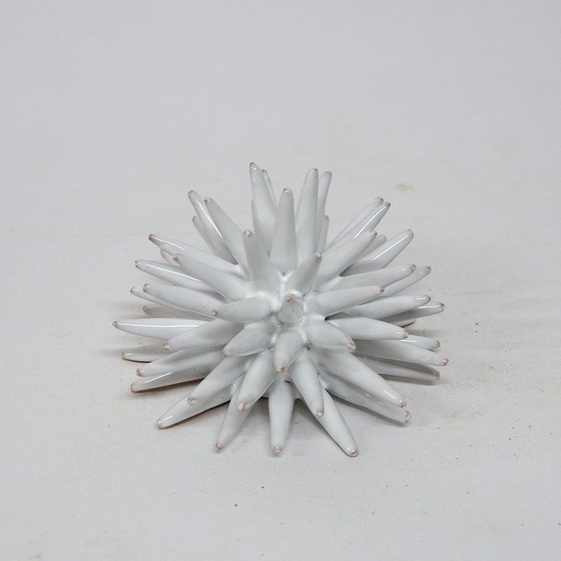 Riccio Grottagliese Bianco 15cm