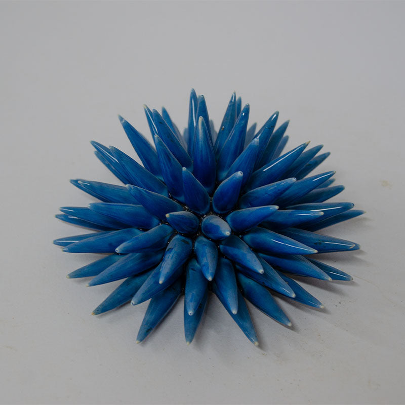 Riccio di Mare Azzurro 25cm