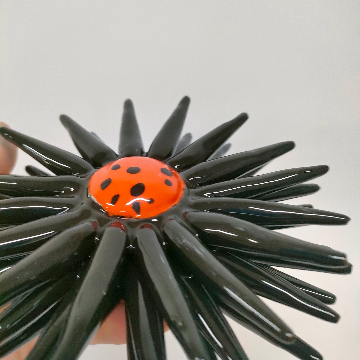 Riccio Aperto Bicolore Nero e Arancio 15 cm