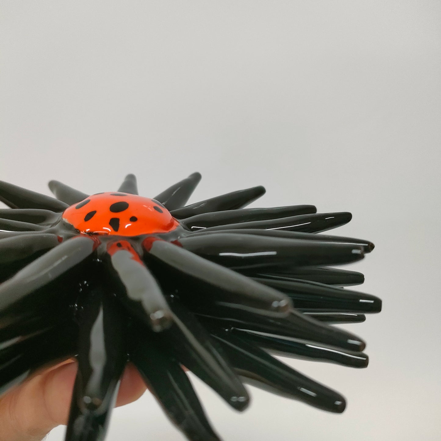 Riccio Aperto Bicolore Nero e Arancio 15 cm