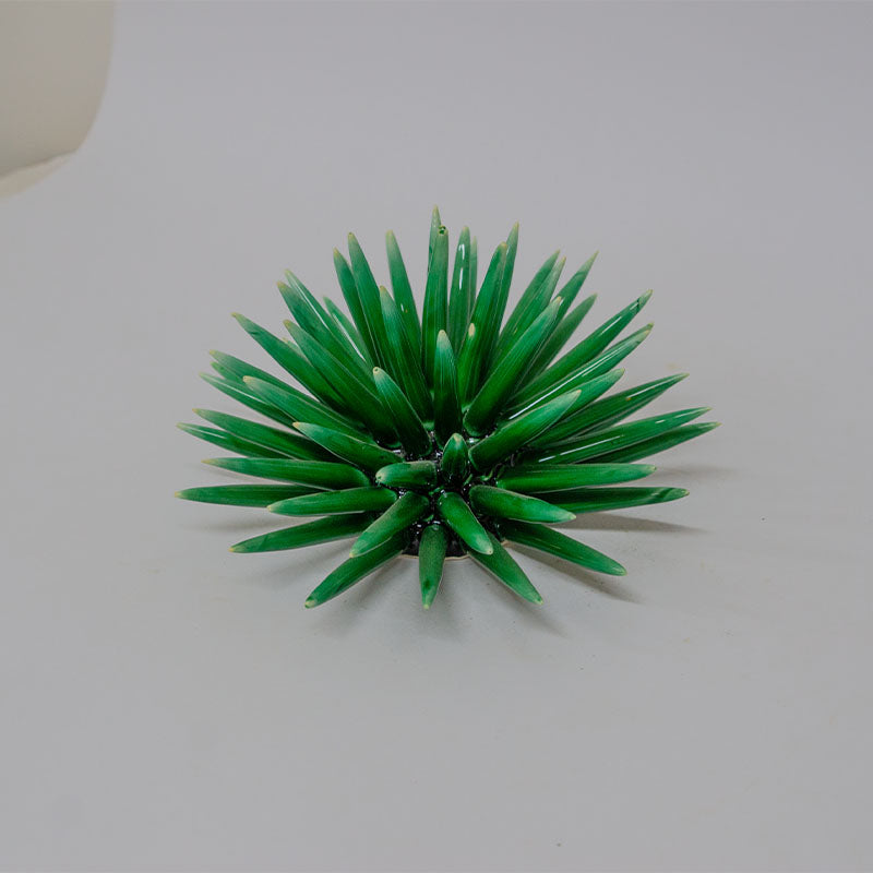 Riccio di Mare Verde Smeraldo 20cm